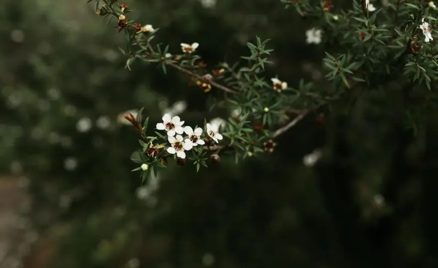 Cómo cuidar la manuka en un jardín mediterráneo y hacerla florecer
