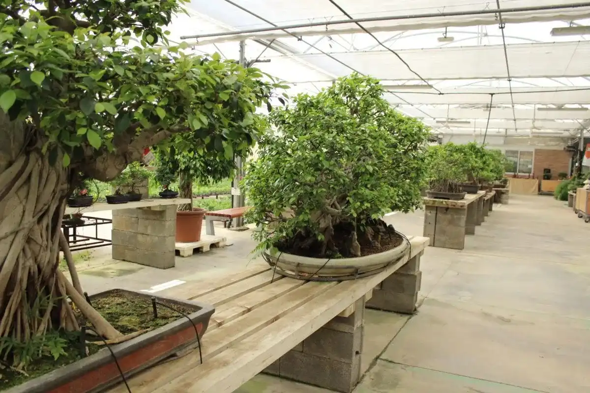 Ficus microcarpa en exterior - cuidados, riego y poda