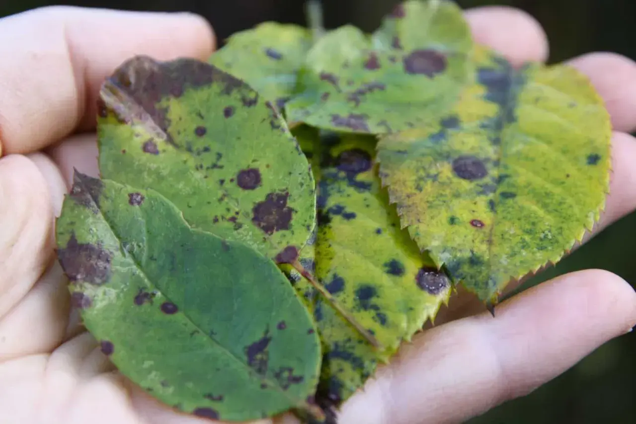 Manos sostienen hojas de rosal con manchas oscuras, indicando enfermedades. Fotos de enfermedades de los rosales.