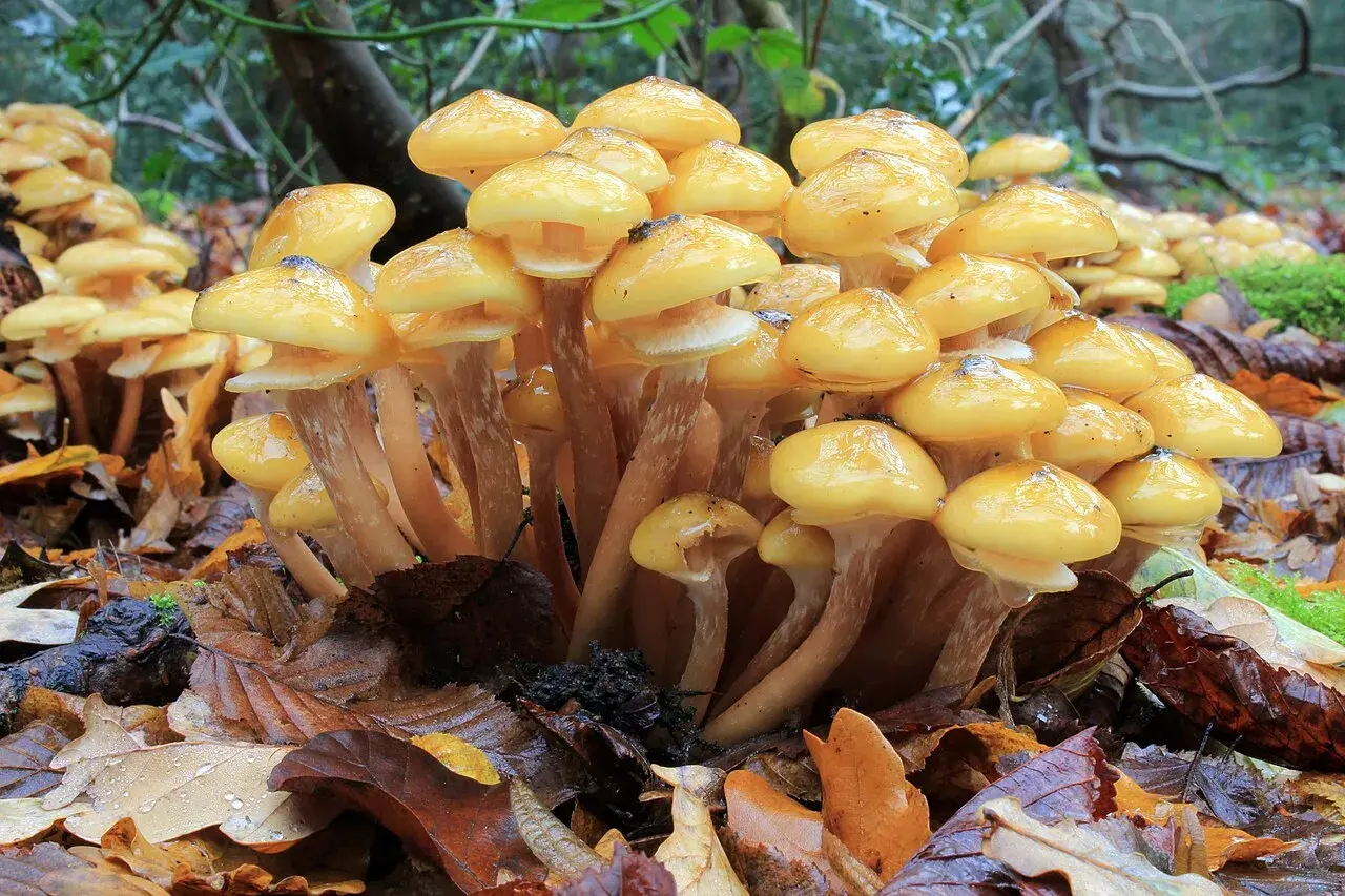 Un grupo de **hongos de la miel** amarillos y brillantes brotan entre hojas secas y húmedas en el bosque.
