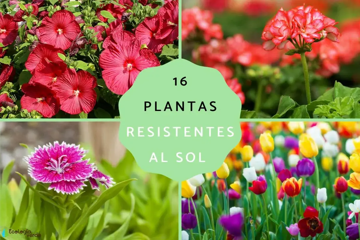 16 plantas de exterior resistentes al sol y poca agua: hibiscos, geranios y tulipanes vibrantes.