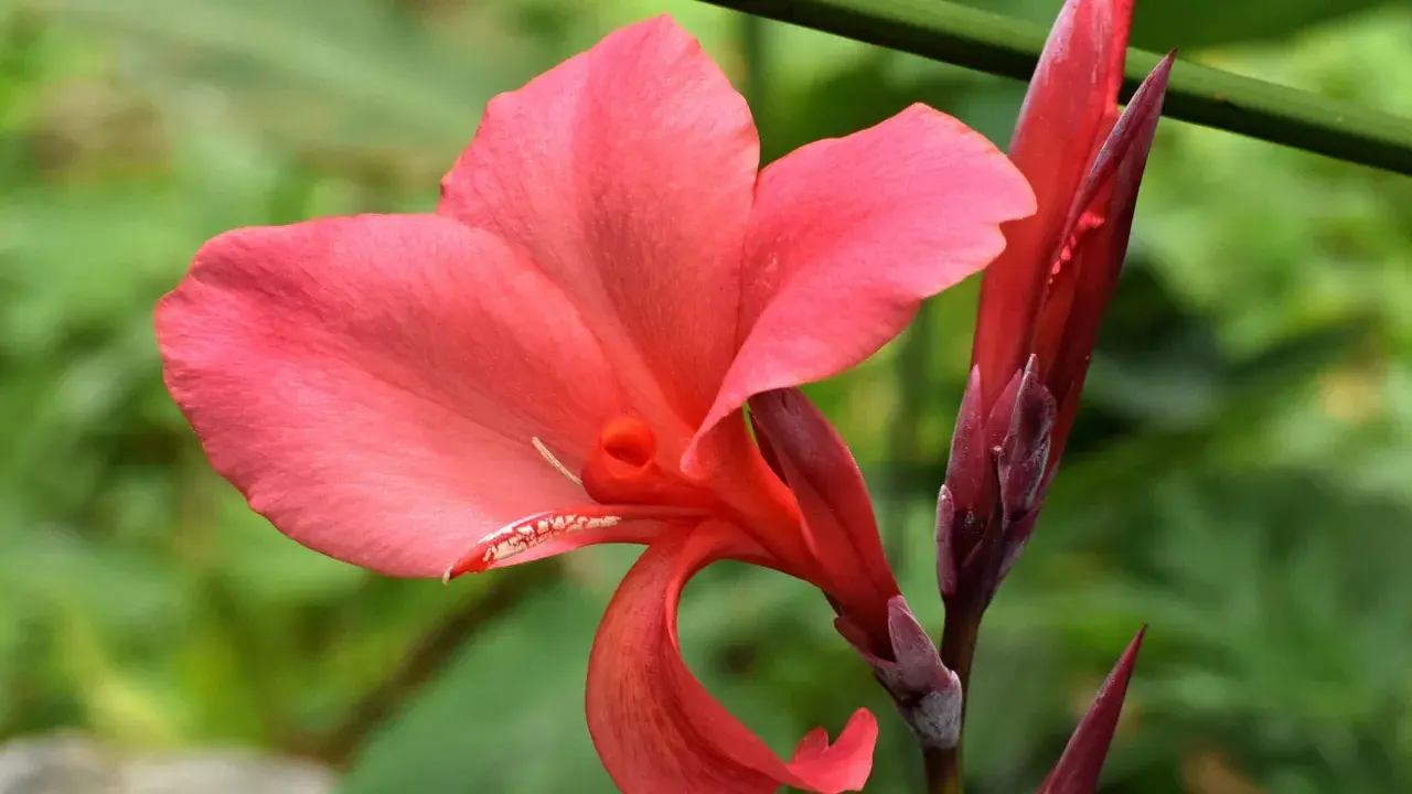 Una vibrante flor de Canna indica, de pétalos rosados y un capullo rojo intenso, se alza sobre un fondo verde borroso.