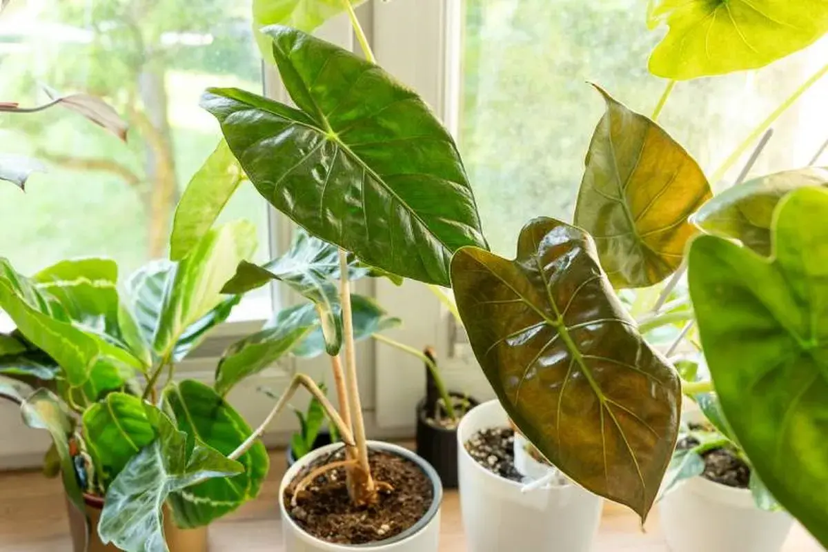 Alocasia con hojas arrugadas y brillantes, algunas de un verde intenso y otras con tonos cobrizos, junto a otras plantas en macetas frente a una ventana.