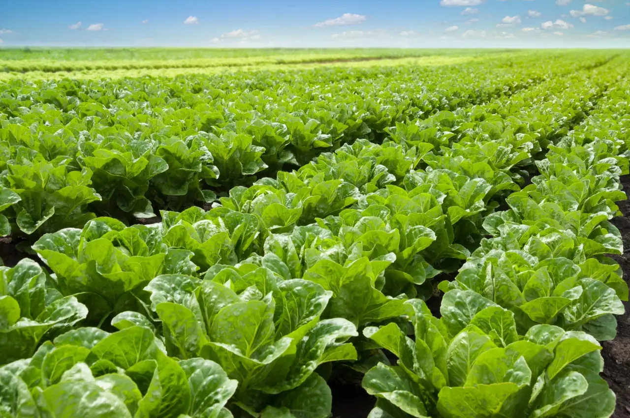 Un campo extenso y verde donde se pueden plantar lechugas, con filas ordenadas bajo un cielo azul y nubes blancas.