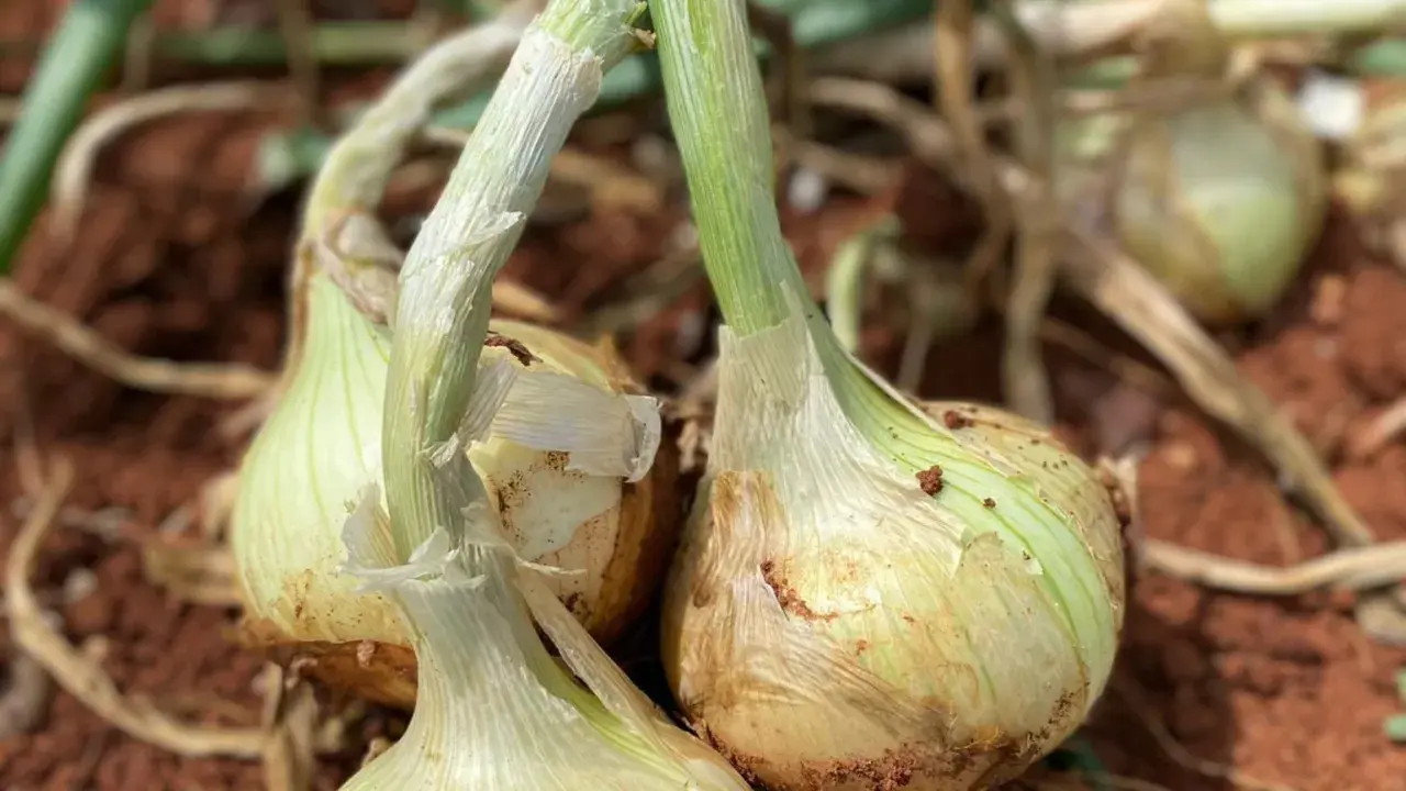 Primeros planos de cebollas en tierra, mostrando posibles signos de enfermedades de la cebolla. Fotos de cultivo.