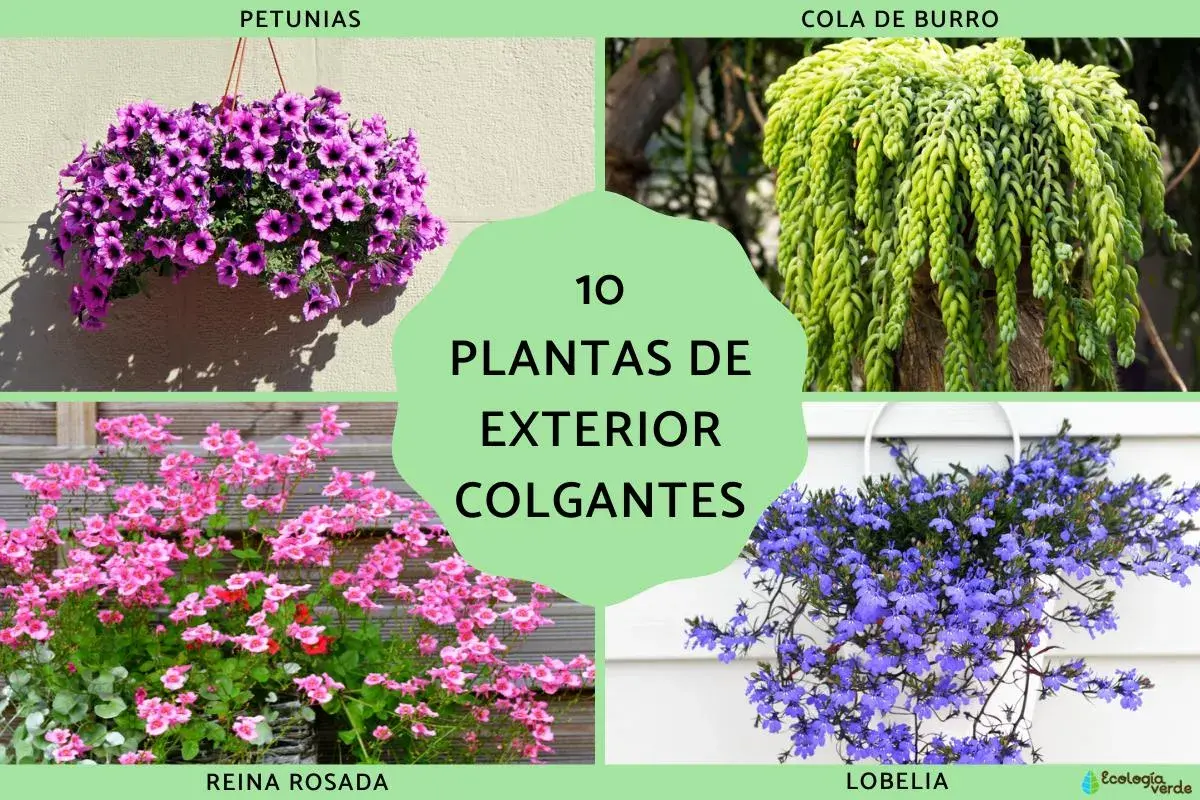 Colgantes de exterior: petunias moradas, cola de burro verde, reina rosada y lobelia azul.