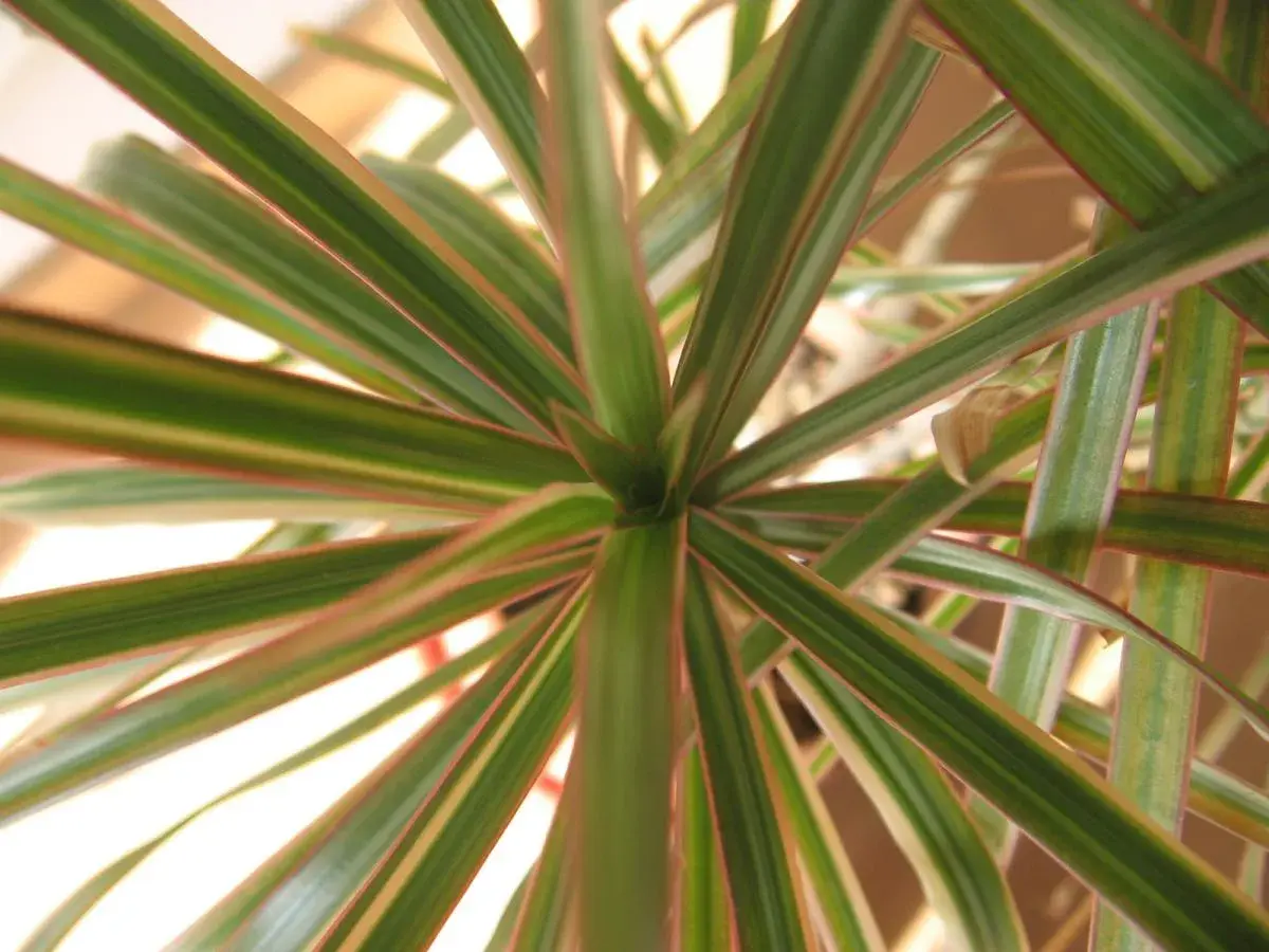 Dracaena marginata cuidados: hojas verdes con bordes rojizos, un detalle de la planta que muestra su vitalidad.