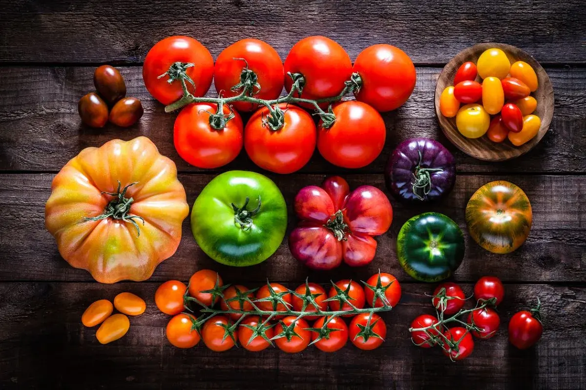 Variedad de tipos de tomates: rojos, verdes, morados, amarillos y de diferentes formas, desde cherry hasta heirloom.
