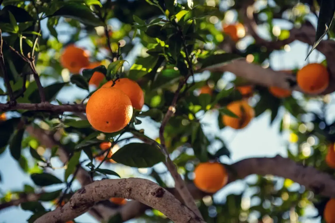 Naranjas maduras cuelgan de las ramas de un árbol, mostrando la abundancia de variedades de naranjos.