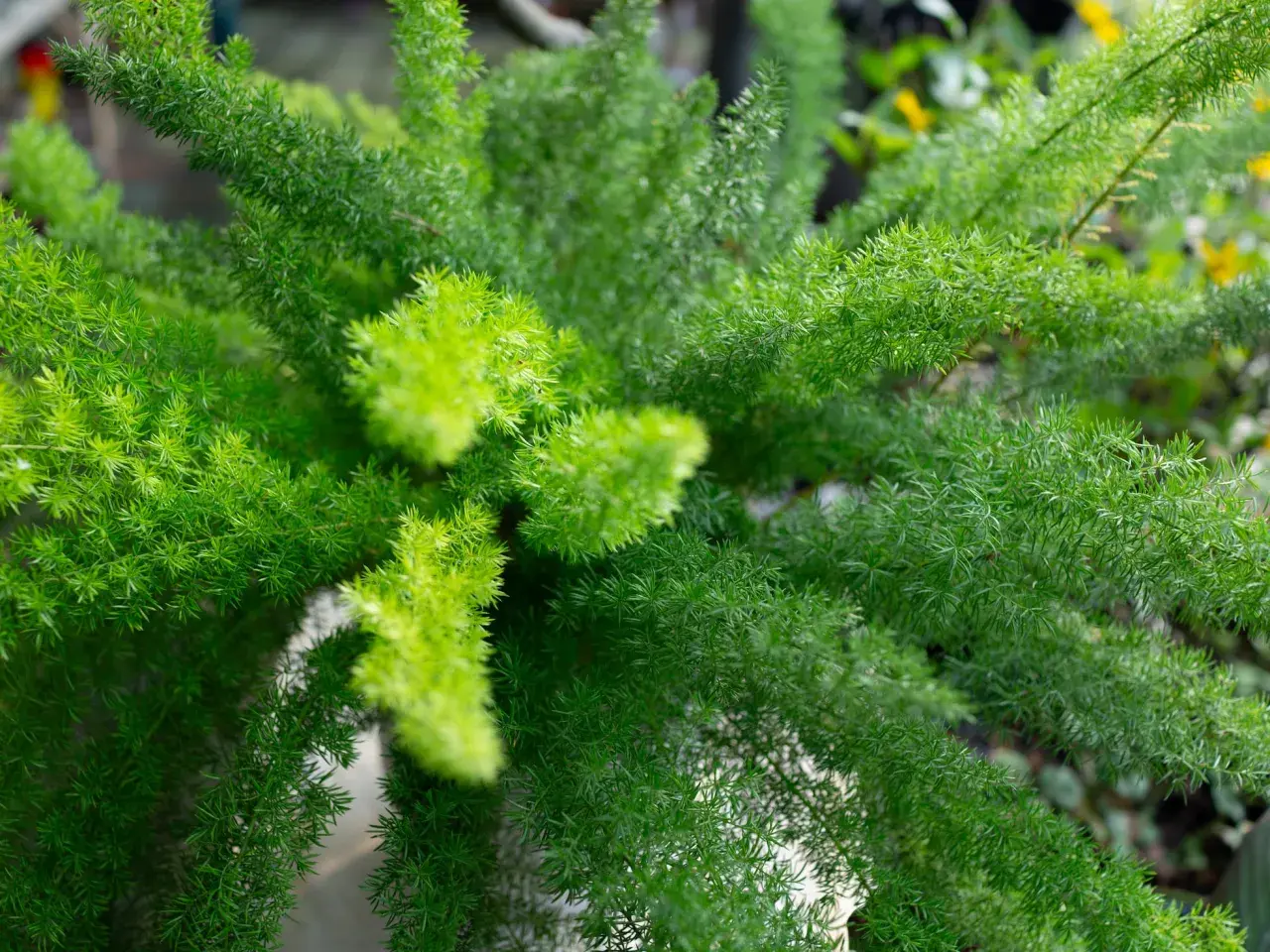Primer plano de una esparraguera plumosa con hojas verdes vibrantes y delicadas.