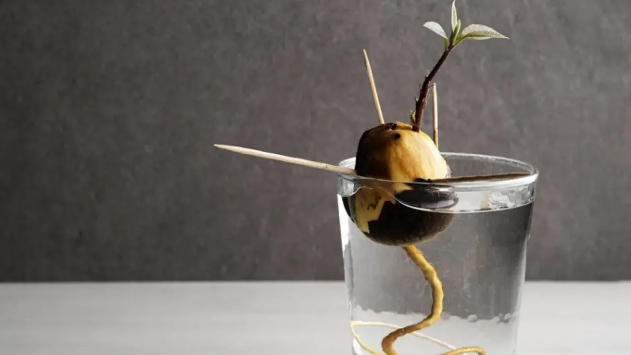 Hueso de aguacate germinando en agua, con palillos para sostenerlo. Una raíz curva y un brote verde emergen, mostrando el inicio de plantar hueso aguacate.