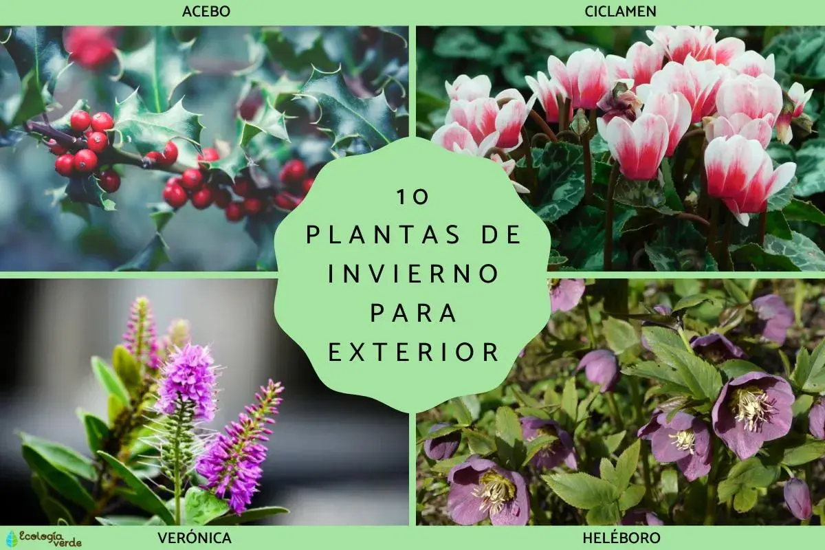 Cuatro imágenes de plantas de invierno: acebo con bayas rojas, ciclámenes rosados, verónica morada y eléboros púrpuras.