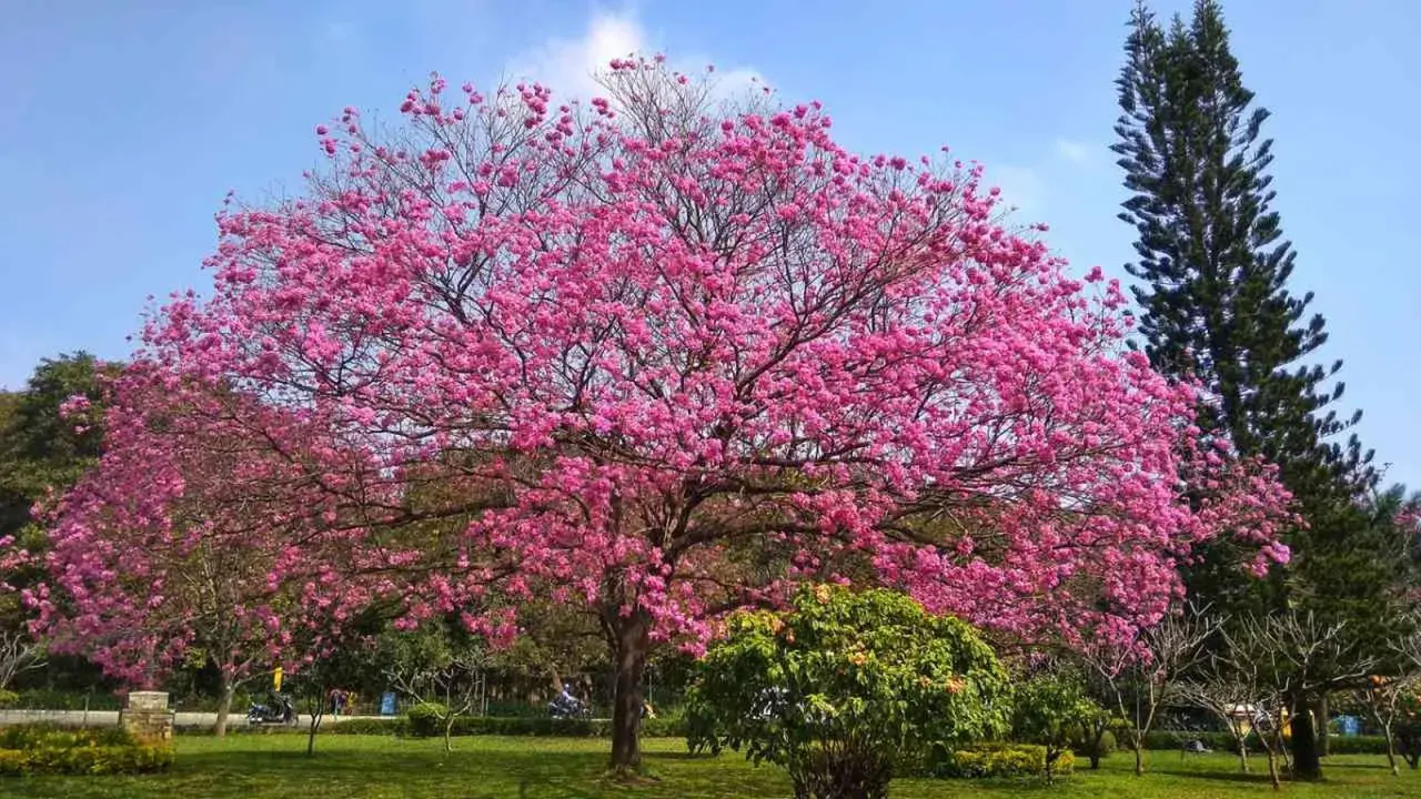 Espectacular árbol con flores rosas en un parque español, como un sueño de primavera.