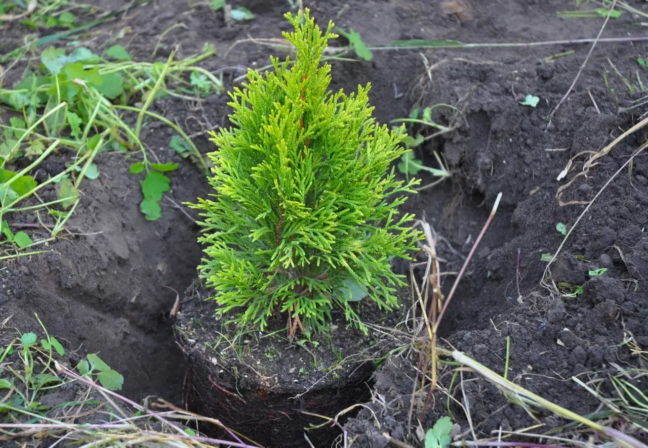 Una pequeña tuya planta, con sus raíces expuestas, está a punto de ser plantada en tierra oscura.