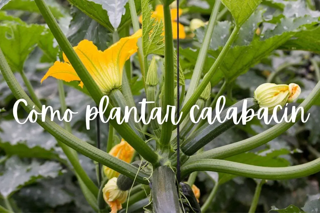 Planta de calabacín en crecimiento con flores amarillas y frutos jóvenes. Aprende cómo plantar calabacín para una cosecha abundante.