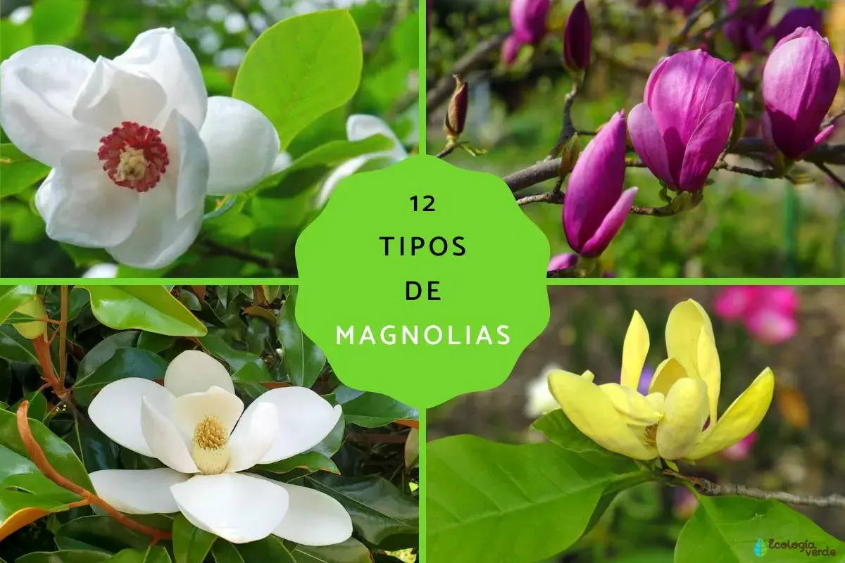 Cuatro tipos de magnolias: blanca, morada, amarilla y otra blanca. Explora la diferencia entre magnolio y magnolia.