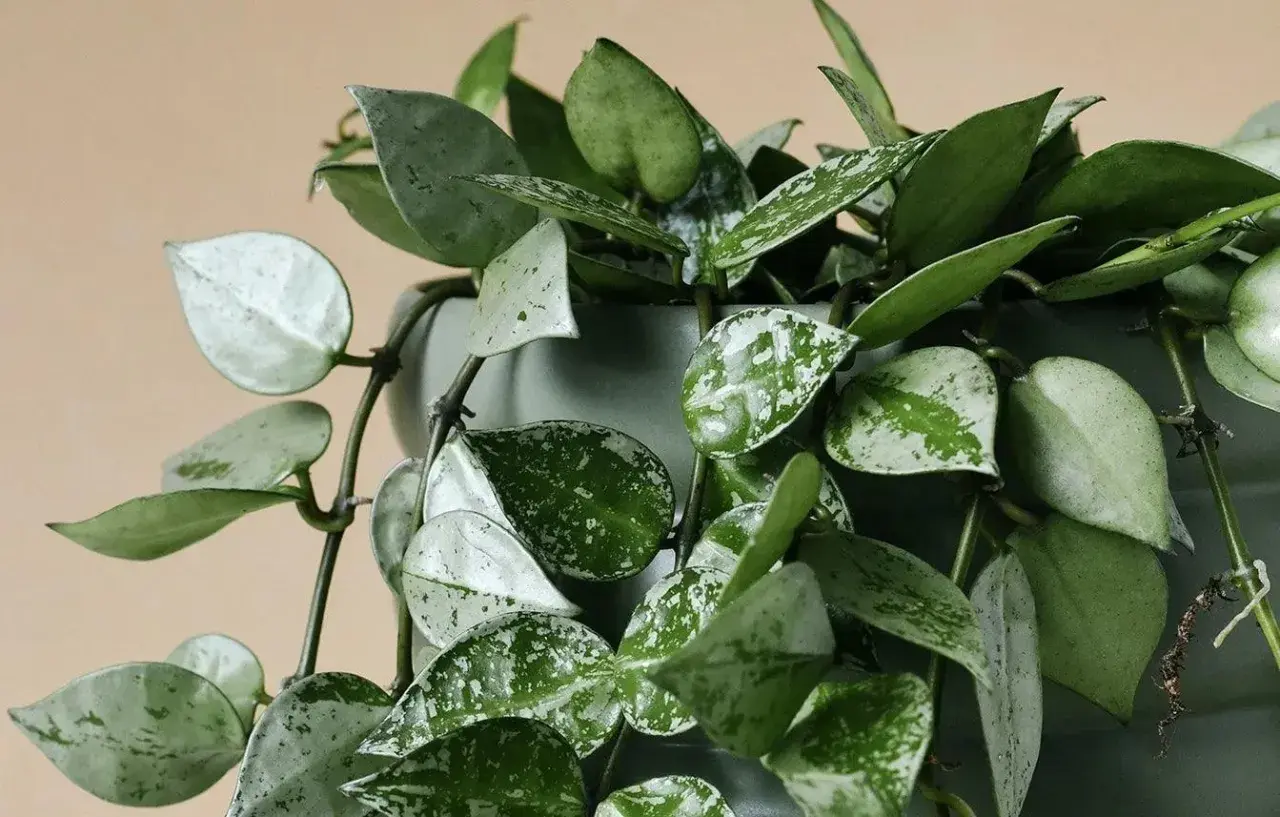 Hoya carnosa con hojas verdes y plateadas, colgando de una maceta gris.