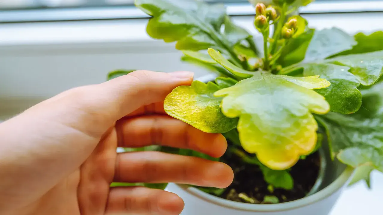 Mano revisando hoja amarilla de planta de interior, posible síntoma de enfermedades de las plantas de interior.
