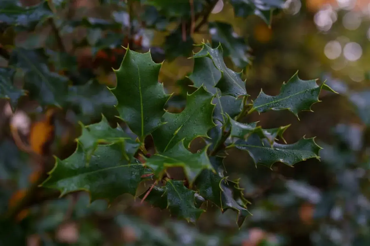 Hojas de acebo con gotas de agua. Estas fotos de acebo muestran la planta sana, sin signos de enfermedades.