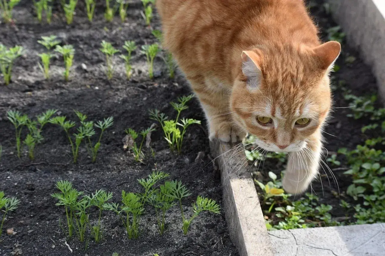 Gato naranja curioso inspecciona un huerto de zanahorias. ¿Cómo ahuyentar gatos sin dañarlos?
