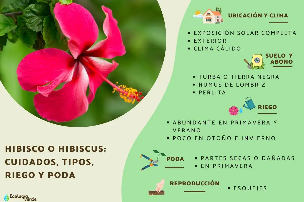 Flor de *Hibiscus syriacus* rosa vibrante, con información sobre cuidados, riego y poda.