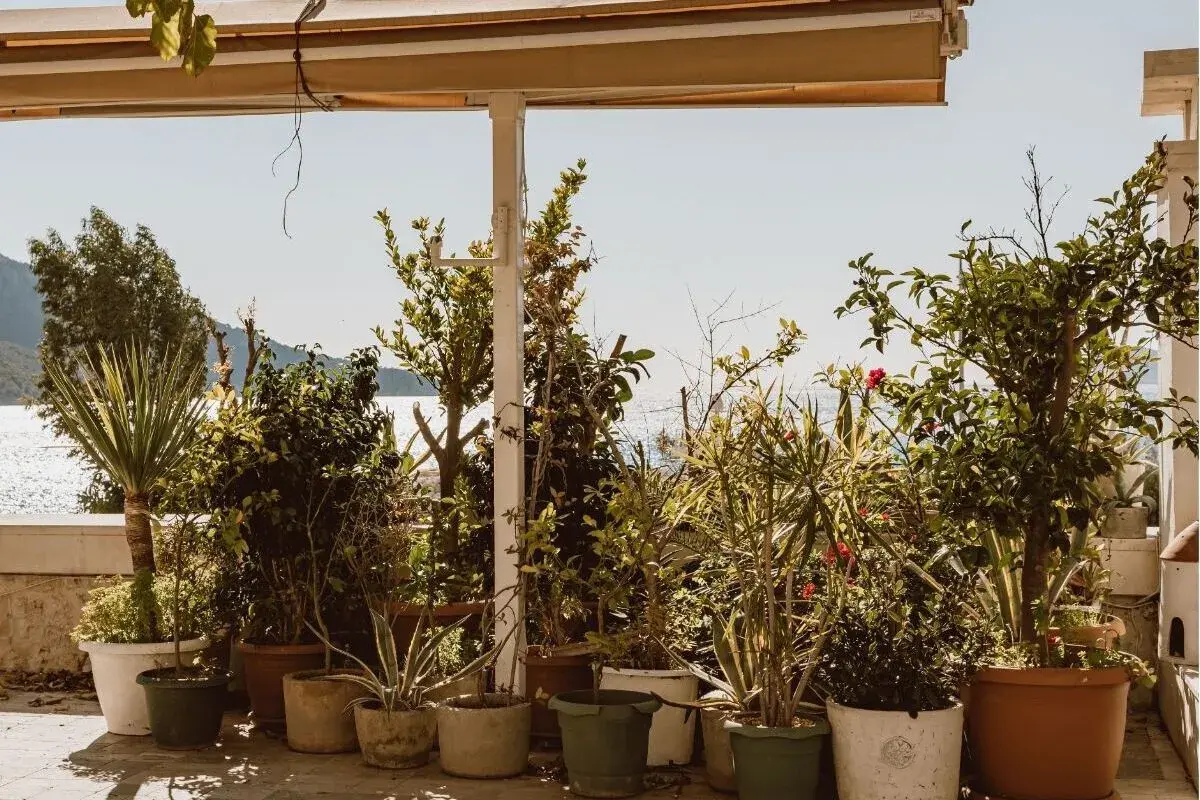 Variedad de plantas exterior en macetas, con el mar y el cielo azul de fondo.