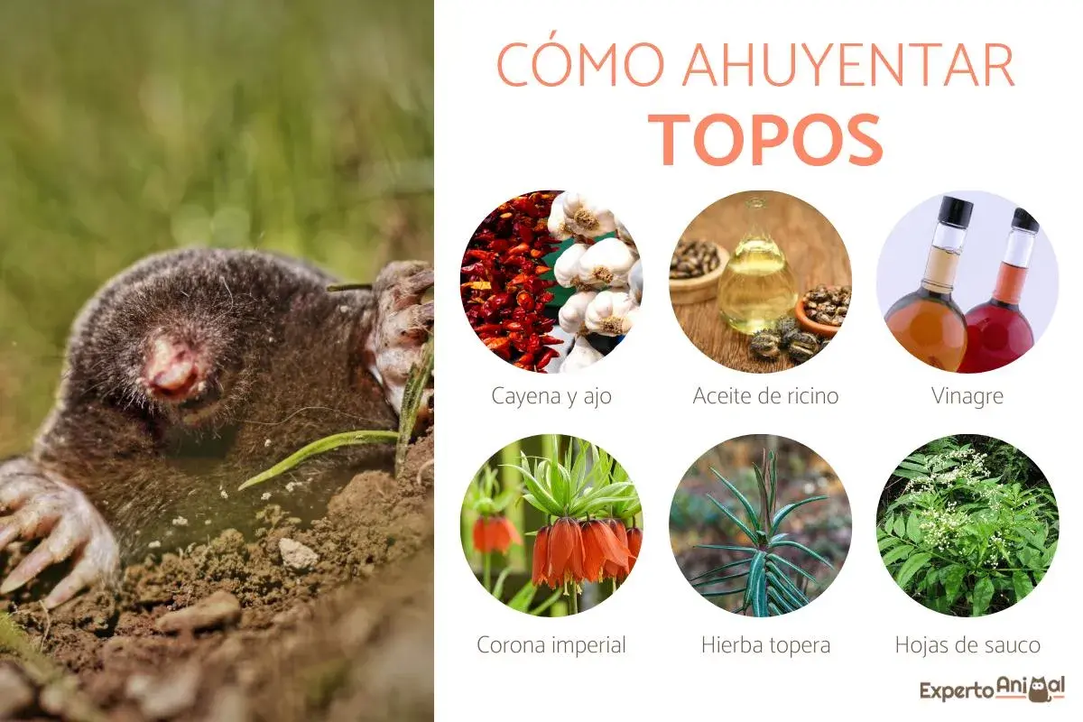 Un topo emerge de la tierra. La imagen muestra ingredientes para un veneno casero para topos: cayena, ajo, aceite de ricino, vinagre, corona imperial, hierba topera y hojas de sauco.