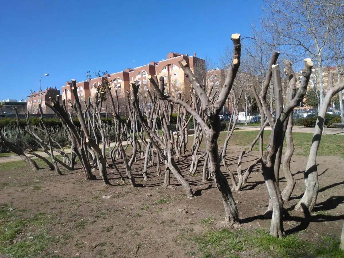 Árboles recién sometidos a una poda de rejuvenecimiento, con sus ramas cortadas y el suelo cubierto de hojarasca.