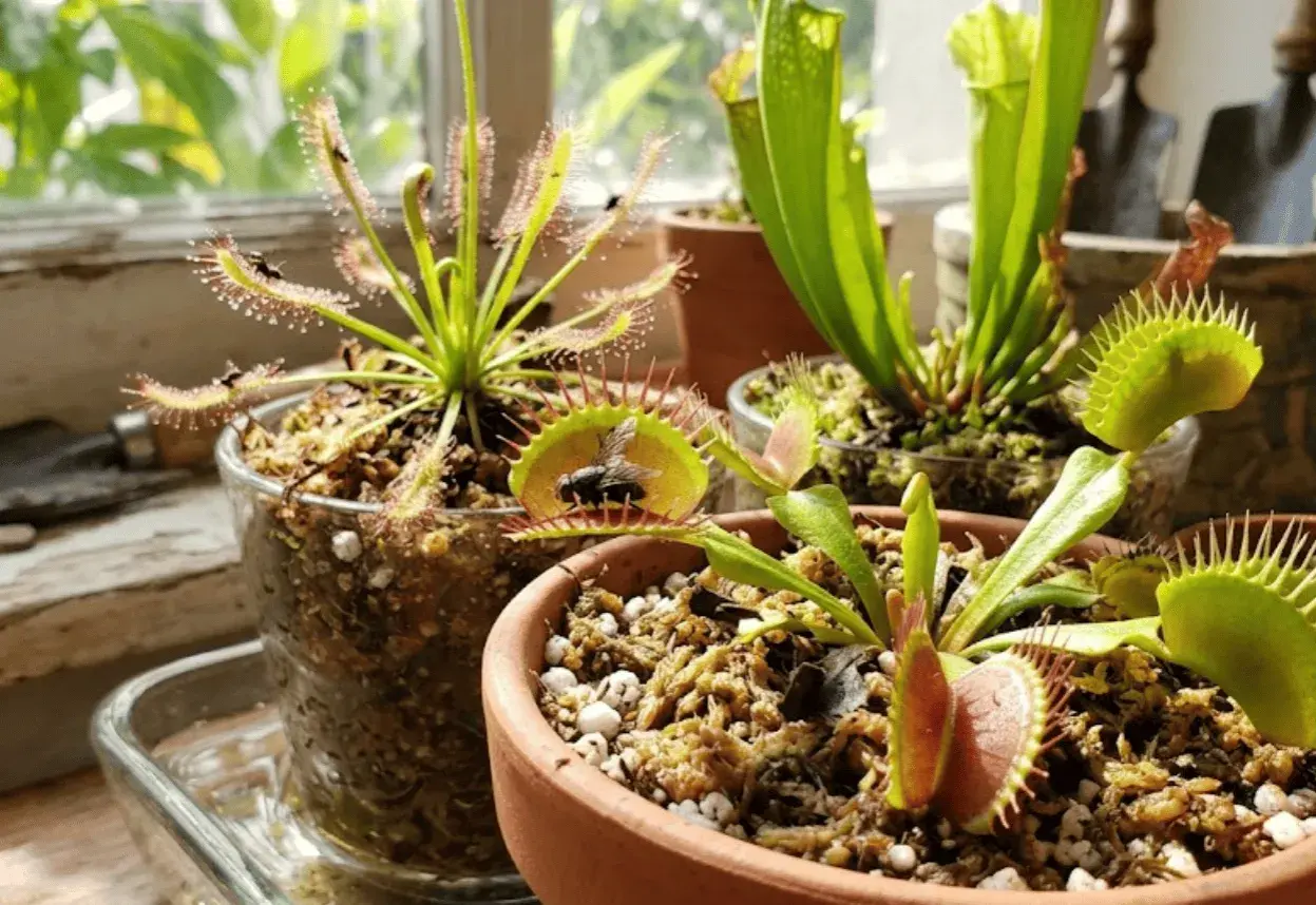 Varias plantas carnívoras, incluyendo una Venus atrapamoscas con una mosca, y una planta rocío del sol con insectos.