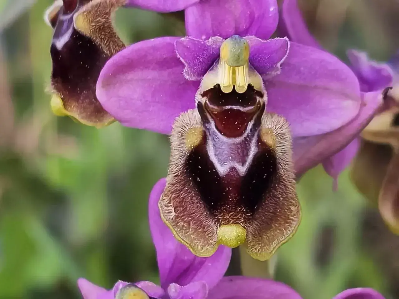 Orquídea salvaje planta con pétalos morados y un labelo aterciopelado que simula un insecto.