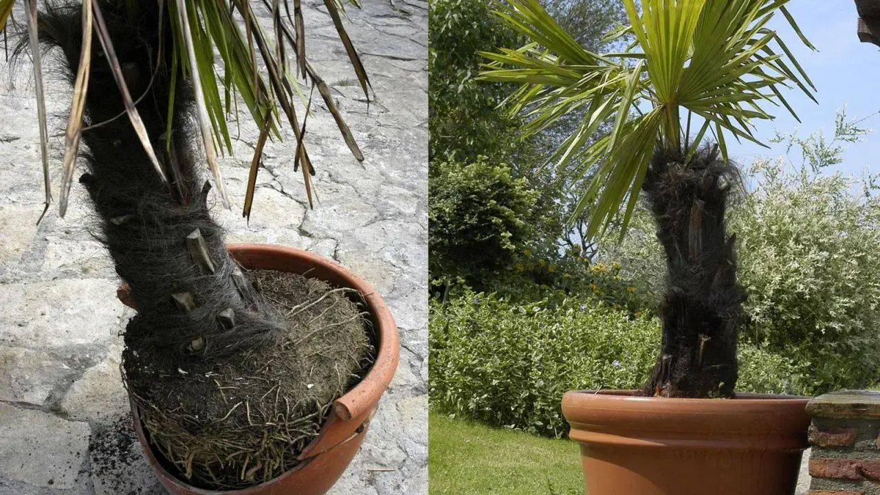 Palmera en maceta con tronco peludo y hojas verdes. A la izquierda, se ve la base en una maceta de terracota. A la derecha, la palmera en maceta en un jardín.