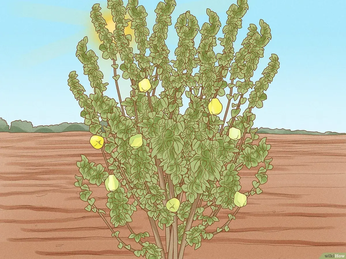Un frondoso árbol de membrillo, con frutos amarillos colgando de sus ramas, se alza bajo un sol radiante en un campo árido.