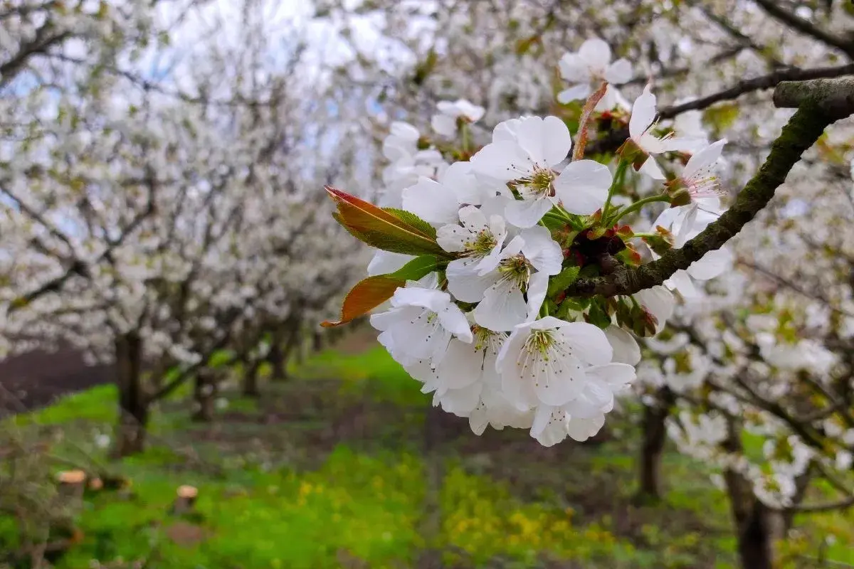 Un primer plano de delicadas flores de cerezos blancas, con un huerto de cerezos en flor al fondo.