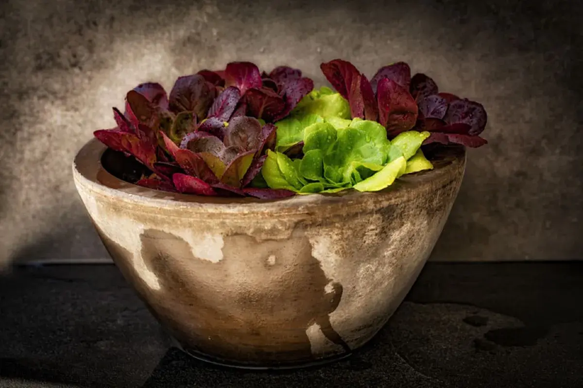 Lechuga en maceta de barro, con hojas verdes y rojas, frescas y con gotas de agua.