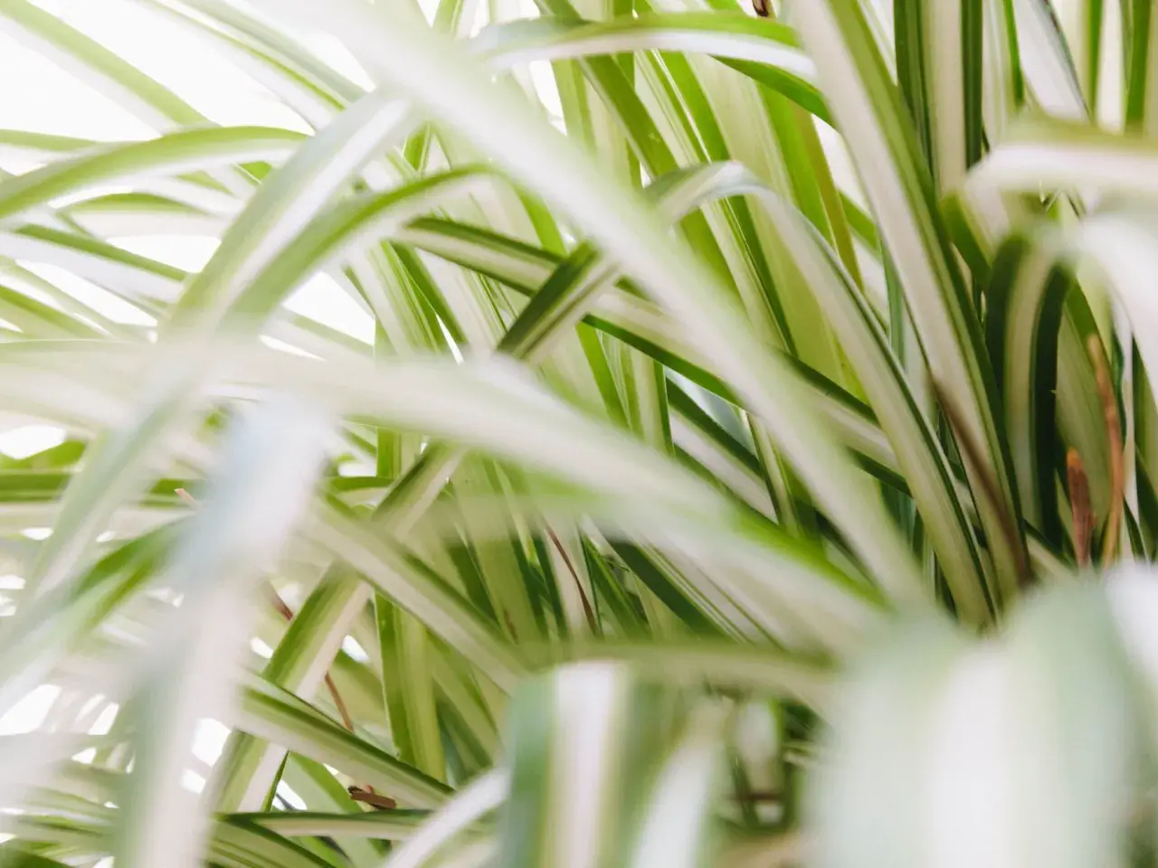 Las cintas de la planta de araña, con sus rayas verdes y blancas, crean un patrón exuberante y desenfocado.