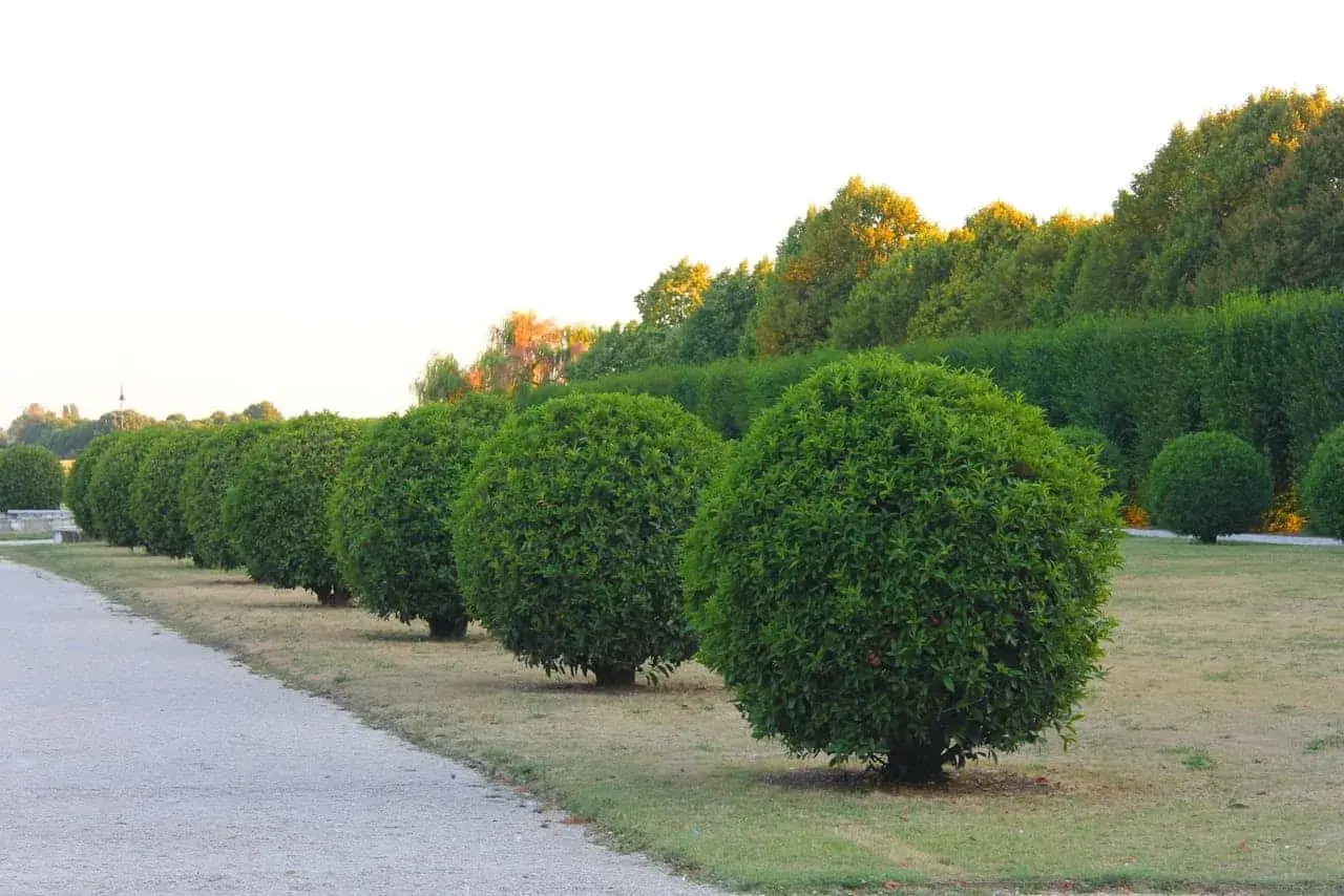 Fila de boj esférico perfectamente podado, mostrando diferentes tipos de boj en un jardín formal.