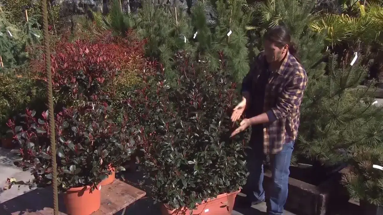 Persona muestra cuidados de photinia en maceta, con arbustos de hojas rojas y verdes en vivero.