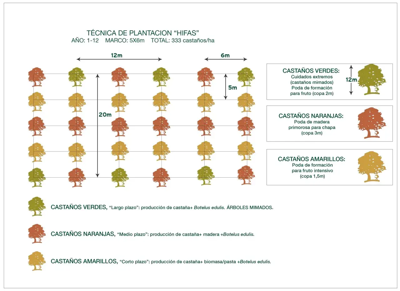Diagrama muestra la **distancia entre frutales** en un sistema de plantación "HIFAS", con diferentes tipos de castaños y sus cuidados.