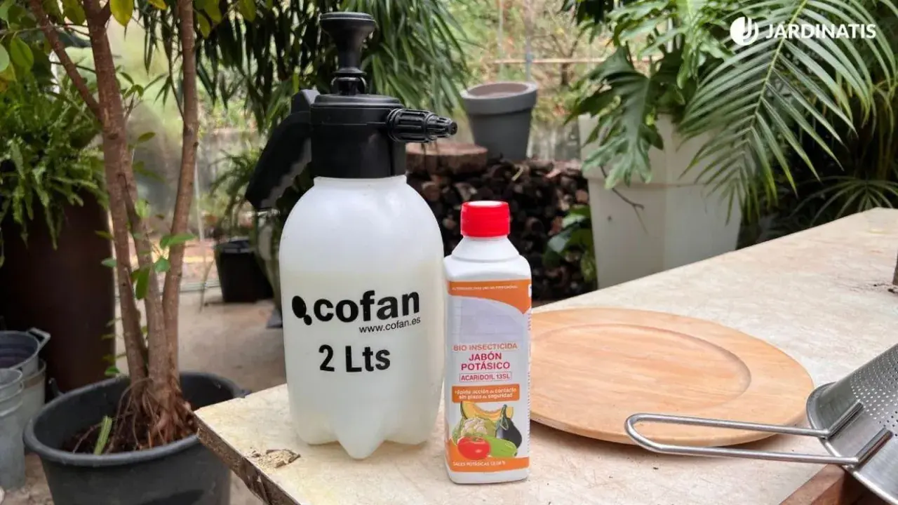 Pulverizador de 2 litros y jabón potásico, el mejor insecticida casero que existe para cuidar tus plantas.