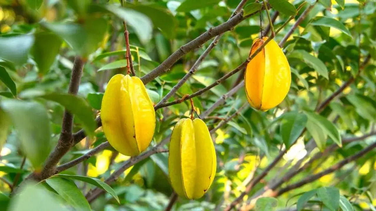 Tres frutas amarillas de tamarindo chino cuelgan de ramas verdes.