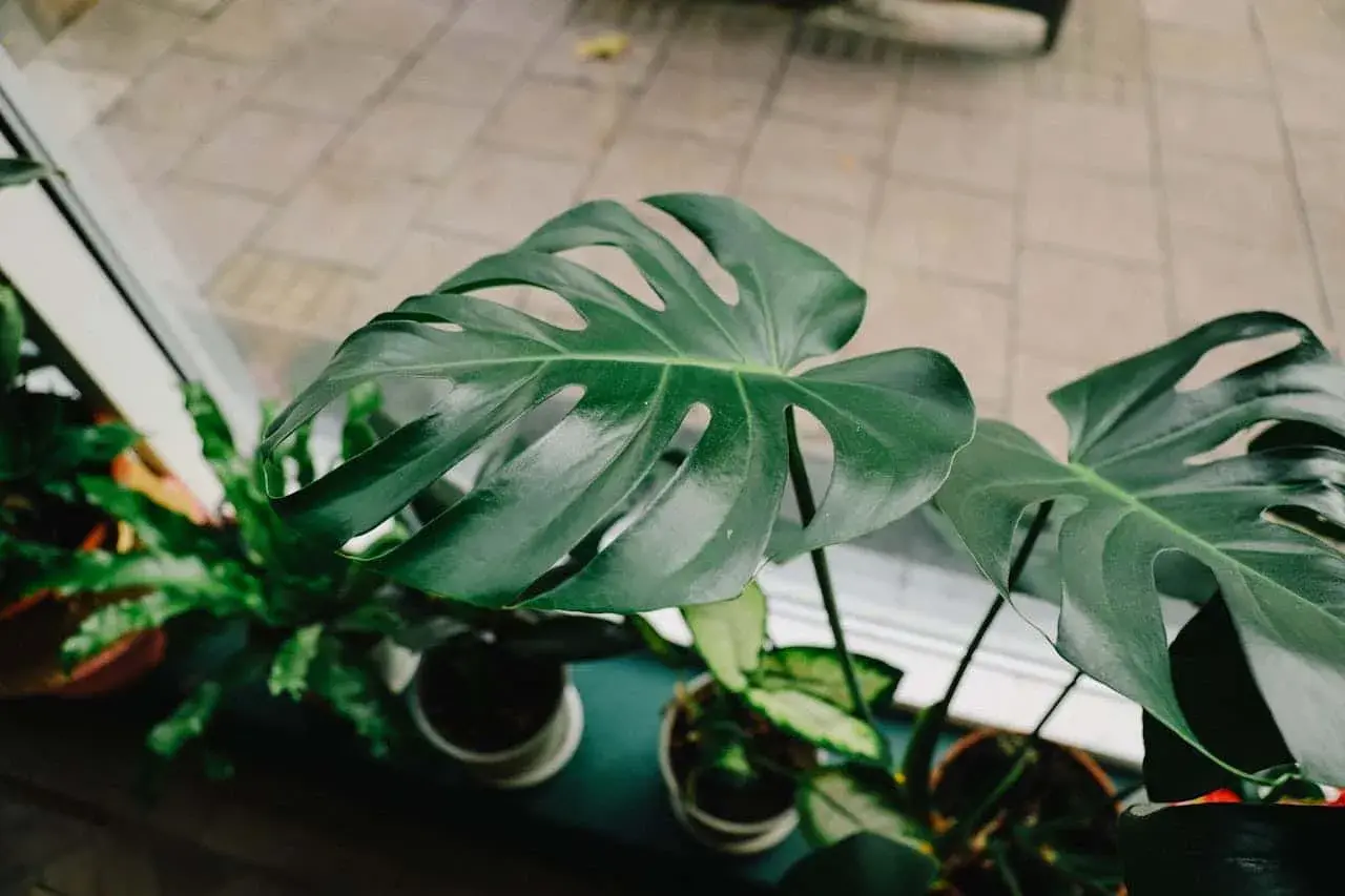 Hojas verdes y brillantes de varios tipos de monstera, con sus característicos cortes, crecen junto a una ventana.