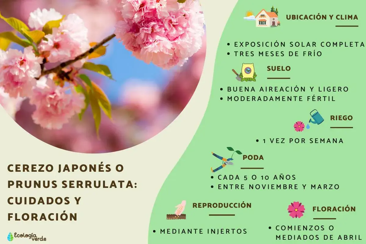 Ramas de un cerezo de flor con pétalos rosados y hojas verdes. La imagen muestra cuidados para el Prunus serrulata.