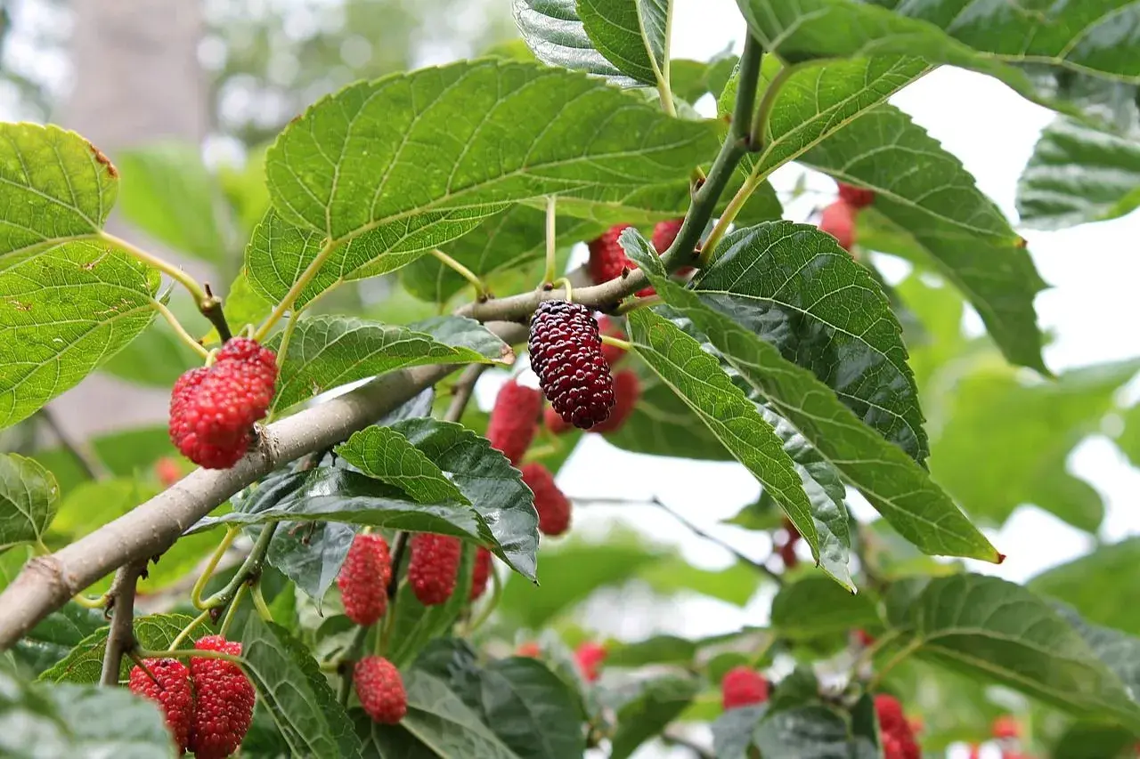Moras rojas y oscuras cuelgan de las ramas de una morera, algunas con aspecto saludable y otras mostrando signos de enfermedades de la morera.