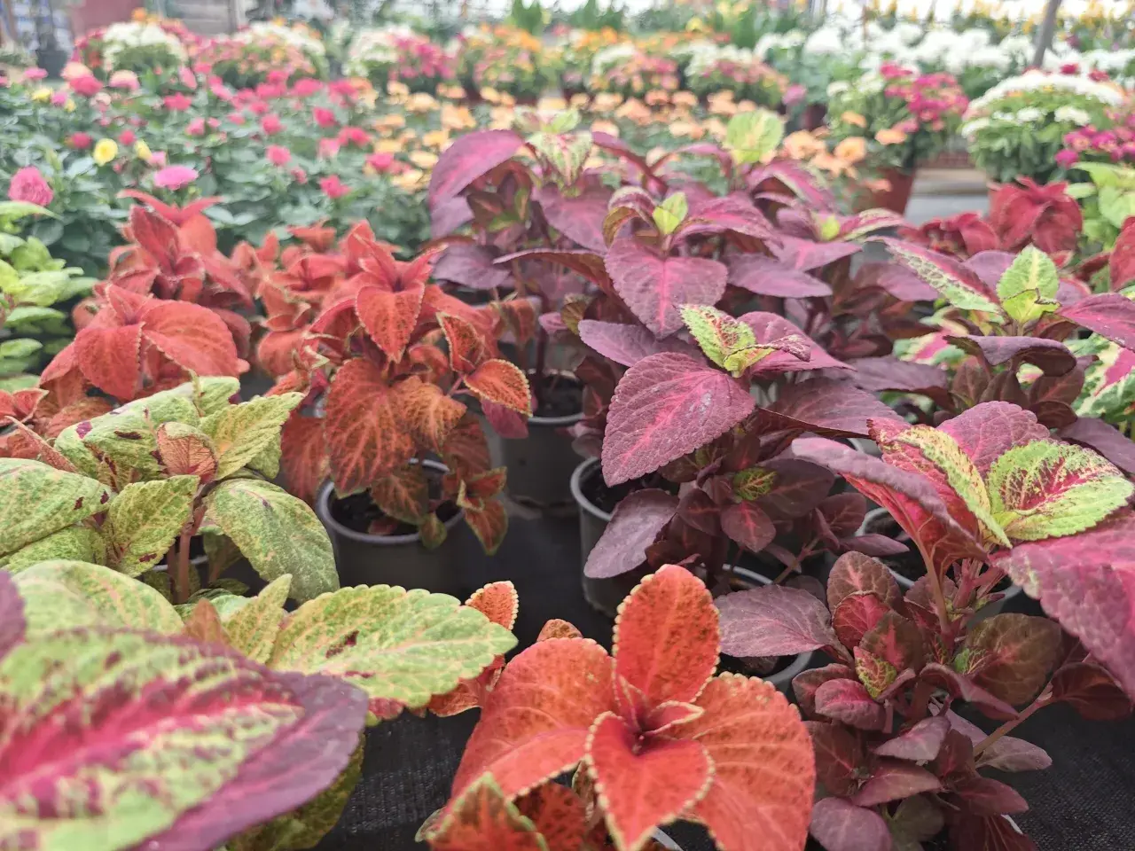 Primer plano de plantas coleo con hojas vibrantes en tonos rojos, verdes y morados, dispuestas en macetas en un vivero.