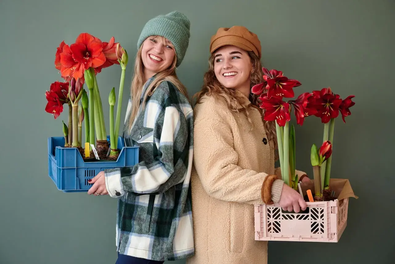 Dos mujeres sonríen, cada una con una caja llena de bulbos de amarilis listos para ser plantados.