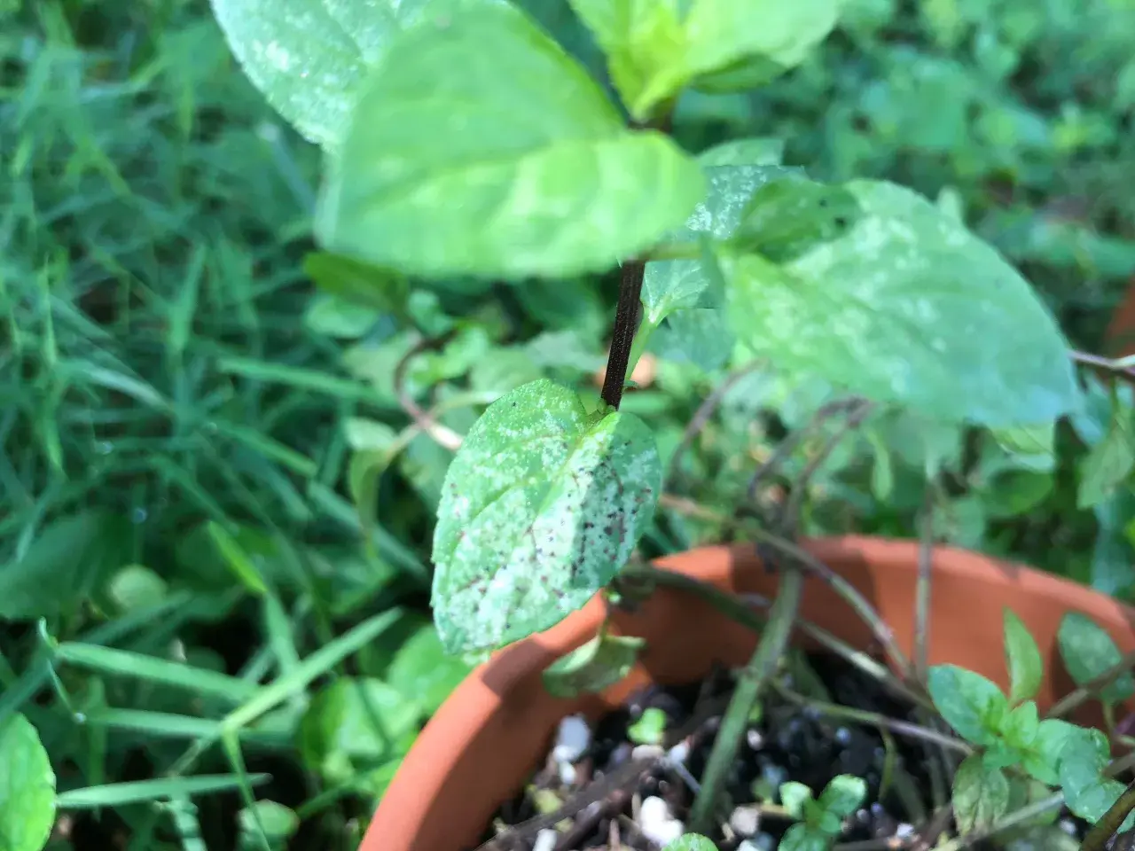 Planta de hierbabuena en maceta, con hojas verdes y algunas manchas blancas, rodeada de césped.