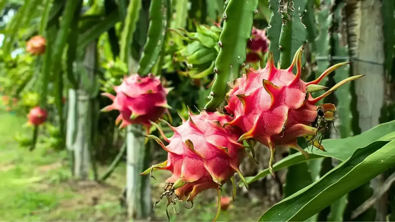 Frutos de pitaya planta, rosados y espinosos, cuelgan de tallos verdes en un huerto.
