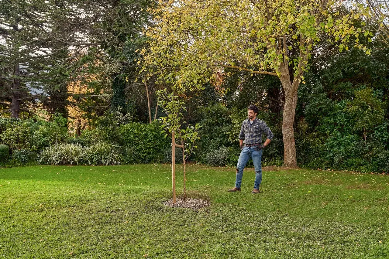 Hombre en un jardín, contemplando un joven árbol. Piensa en cómo arrancar un árbol de raíz, pero este parece bien plantado.