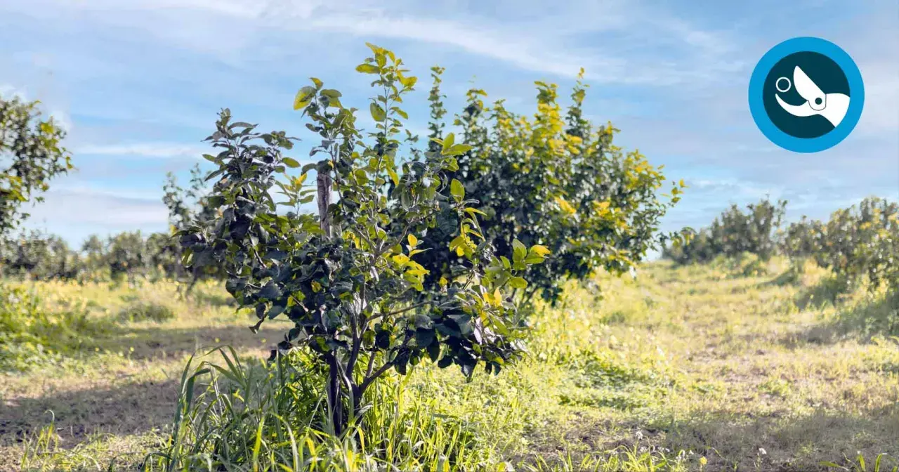 Joven limonero en un campo soleado, listo para la poda. El cielo azul con nubes finas y el césped verde crean un ambiente idílico.