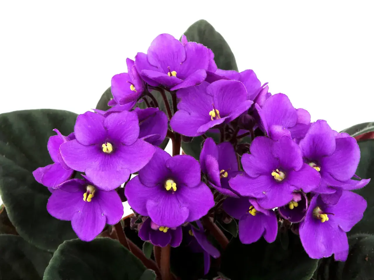 Un grupo de vibrantes flores de violeta africana, con pétalos de color púrpura intenso y centros amarillos, rodeadas de hojas verdes oscuras.